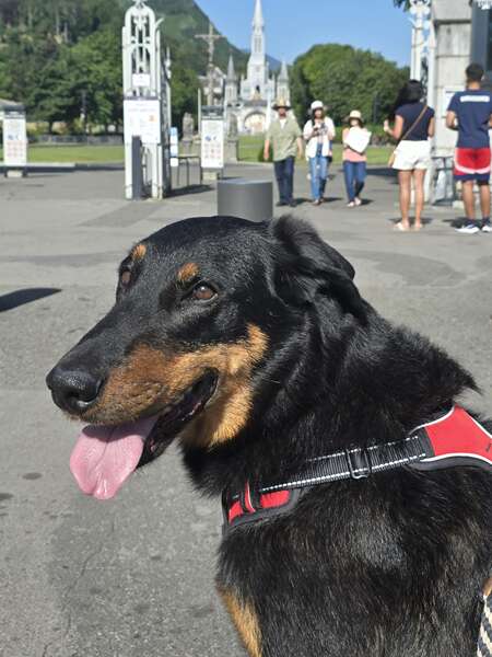 CEL'IN HOUSE PET SITTER - GARDE DE CHIEN