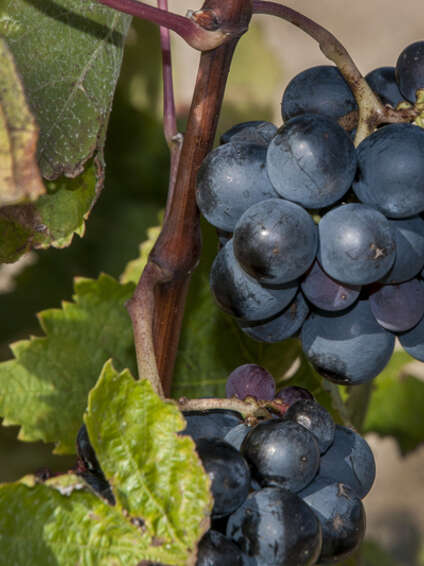 CLOS CASTELL