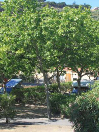CAMPING MUNICIPAL LA PINEDE **