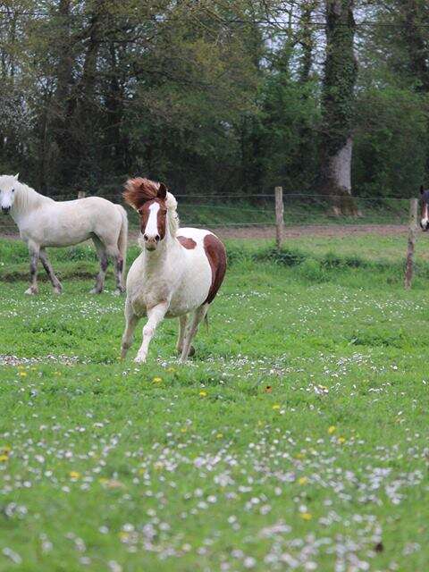 CENTRE EQUESTRE DE LA CHEVRIE