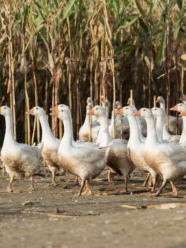 L'OISELIÈRE - VENTE À LA FERME DE VOLAILLES ET BOEUFS FERMIERS DU MAINE