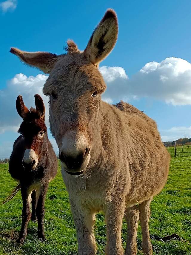 Balade à dos d'Âne à l'Asinerie du Bois Gamats