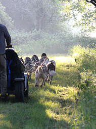 Cani-kart avec Husky d'Anjou