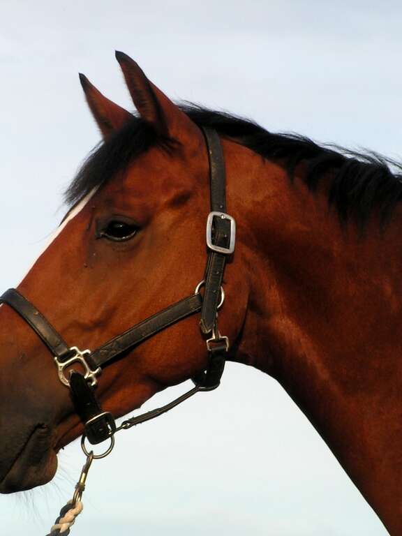 CENTRE EQUESTRE DE CHATEAU GONTIER