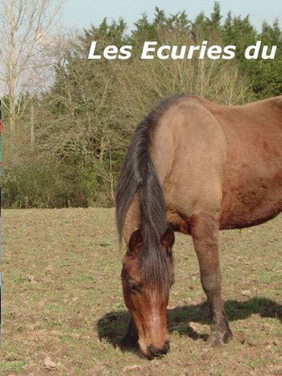 LES ECURIES DU LOUP