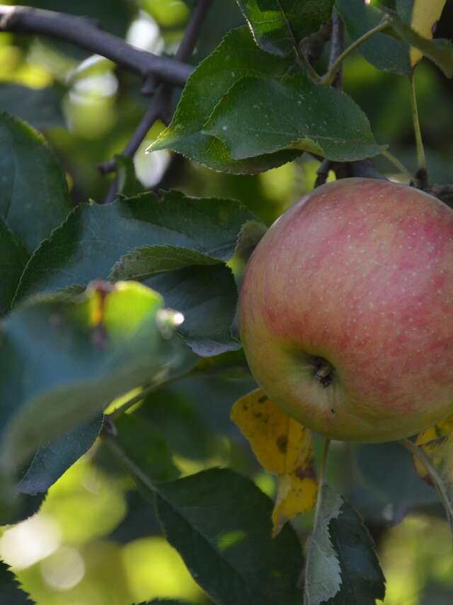 FRANCK DUBOIS - JUS DE POMME