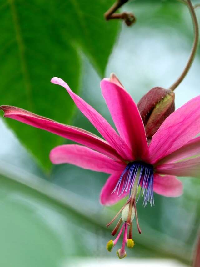 Jardin Jungle