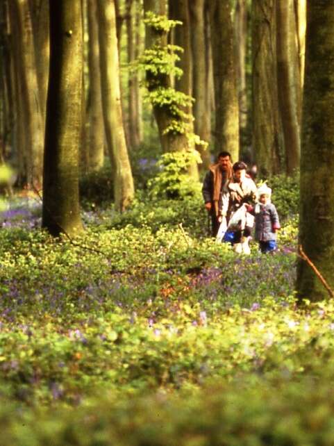 Les insolites de la forêt d'Eu