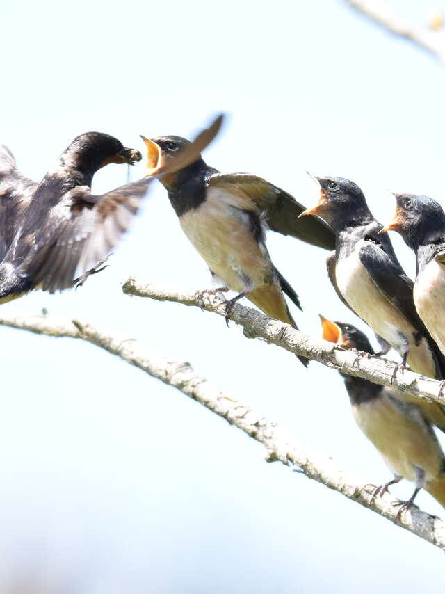 Les oiseaux migrateurs