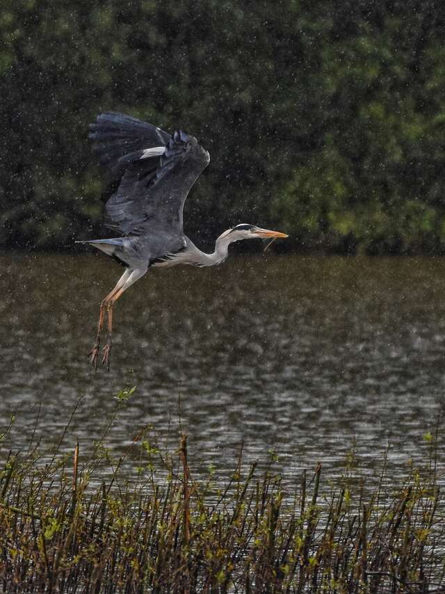 Les oiseaux d’eau hivernants