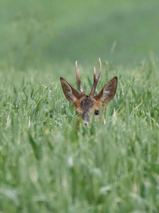 Cont’en nature