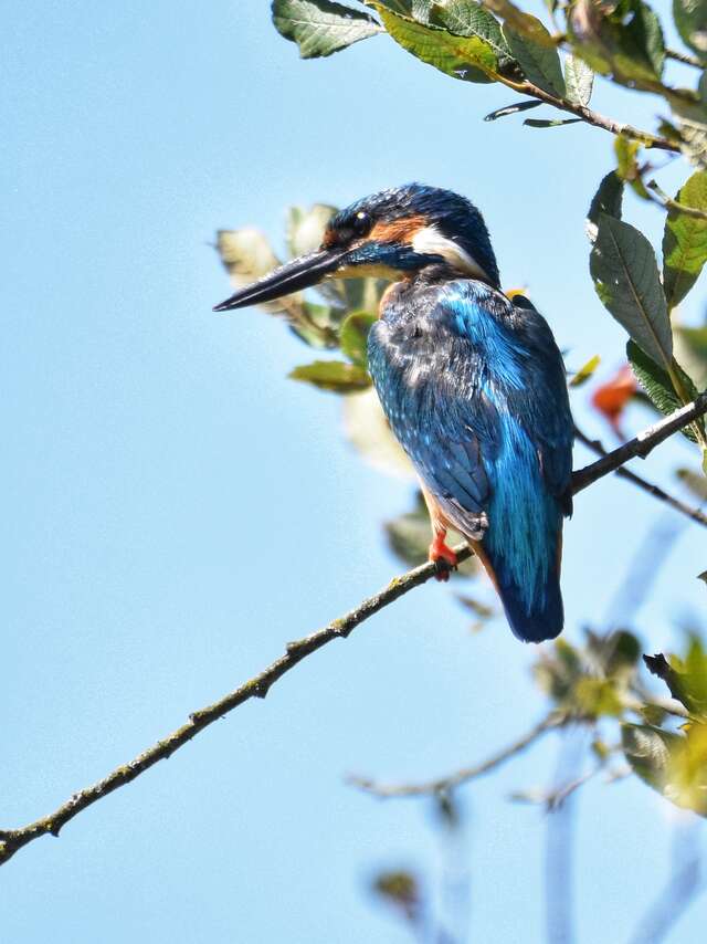 Avez-vous vu Martin?