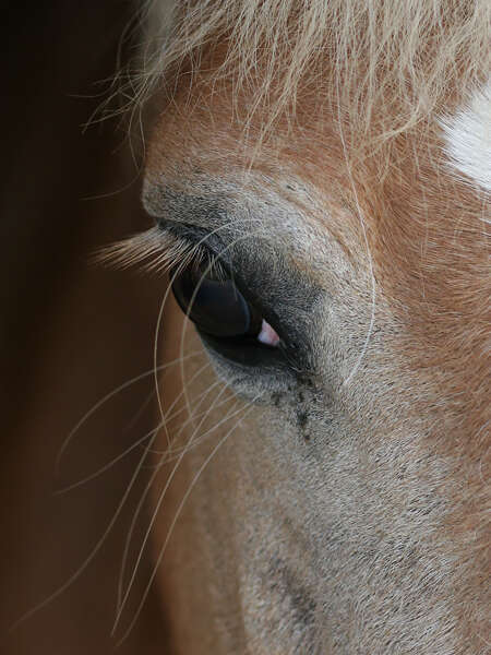 Visiter un haras : Le Haras d'Écajeul