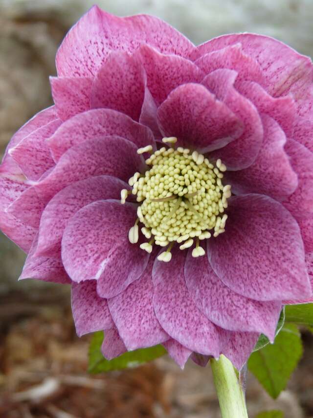 Portes-ouvertes à la pépinière Barnhaven Primroses 2026