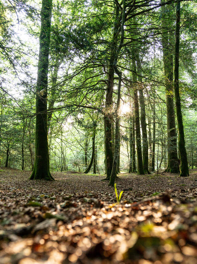 Découverte artistique de la forêt