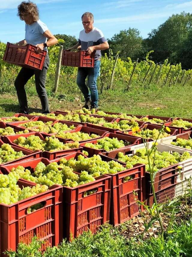 Visite des vignes de Beg Melen