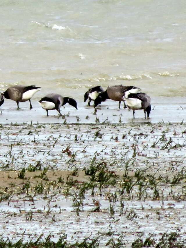 Balade sonore à l'écoute des oiseaux