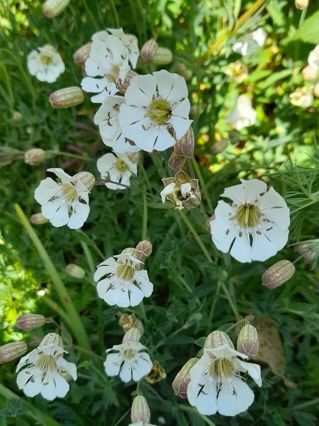 Les plantes médicinales du bocage