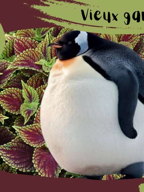 Vieux garçon