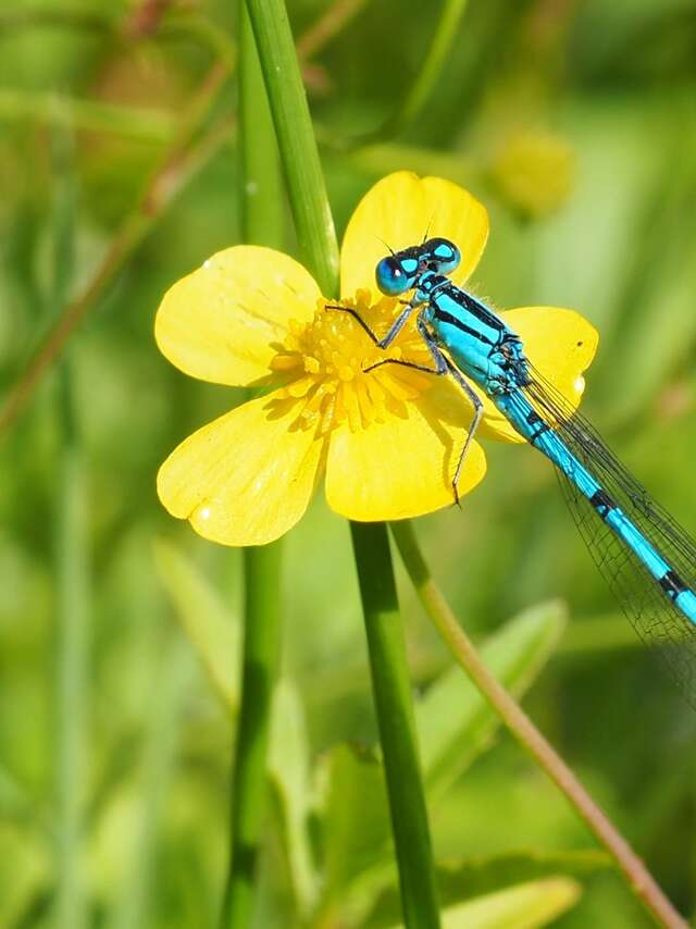 Libellules et papillons