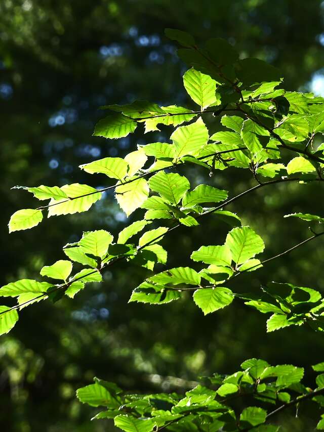Contes de la Chandeleur à la Biscuiterie Ménou, balade et goûter