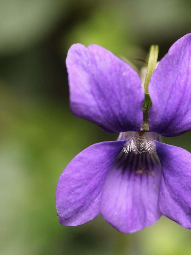 Université de la nature : initiation à la reconnaissance de la flore