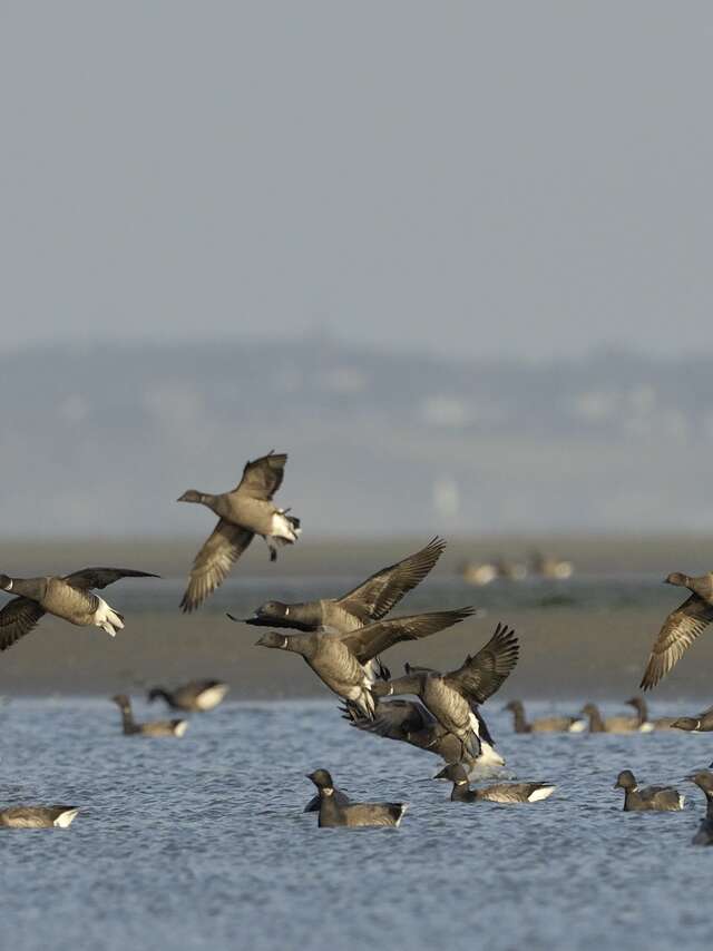 Journée mondiale des zones humides - les oiseaux hivernants