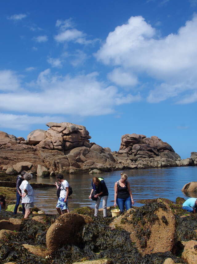 Atelier cueillette et cuisine : Découverte des Algues