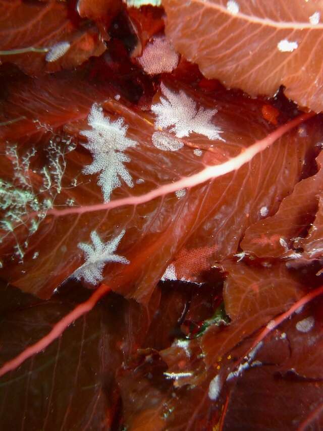 Couleurs sous-marines - Iimages des p'tites bêtes de nos côtes