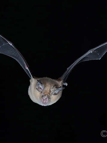 Sortie nocturne à l’écoute des chauves-souris