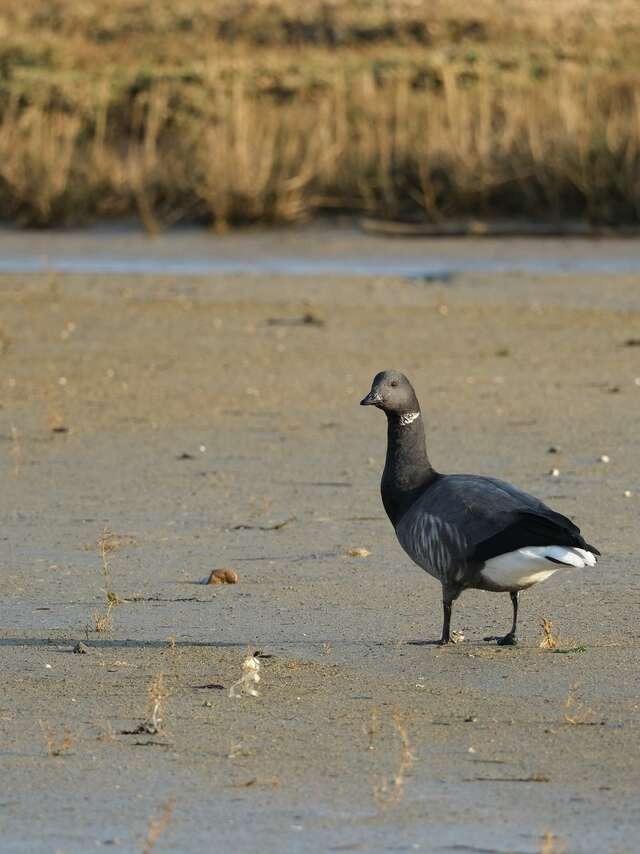 Journée mondiale des zones humides - Les oiseaux migrateurs