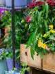 Foire aux plantes