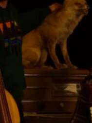 Gabriel Saglio Trio - chanson intimiste