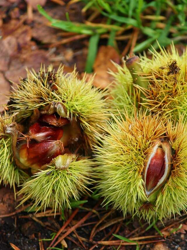 Fruits d'automne, une richesse époustouflante !