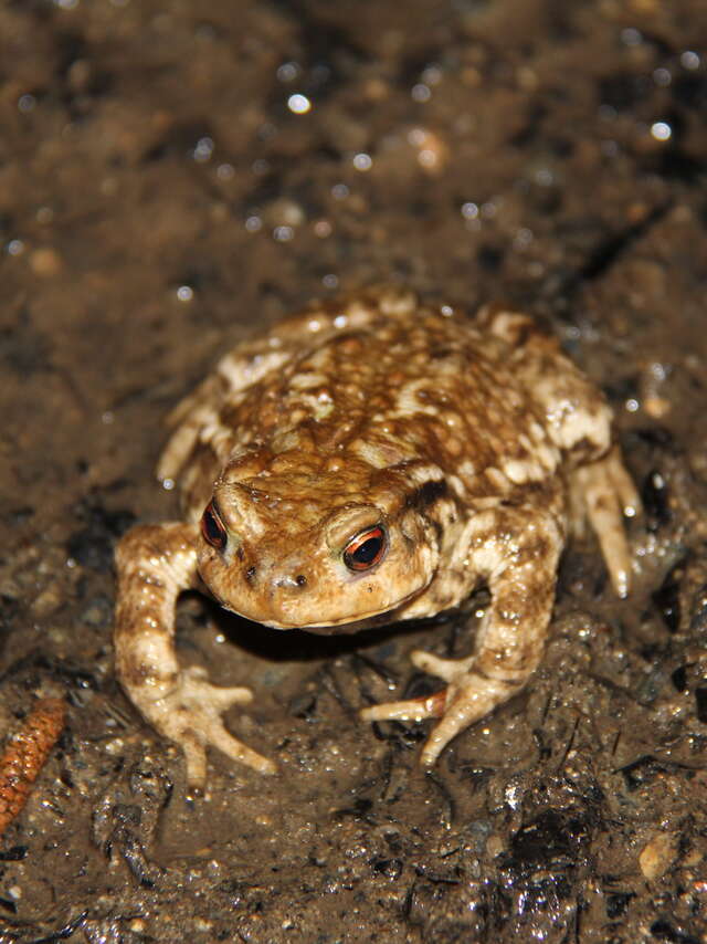 Journée mondiale des zones humides - La vie des zones humides de Poulloguer