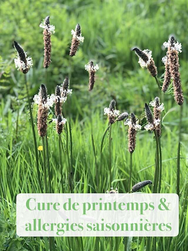 Herboristerie, plantes et conscience