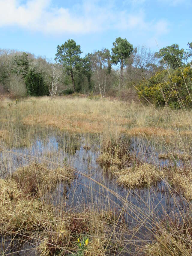 Journée mondiale des zones humides - La forêt de Lann ar Waremm