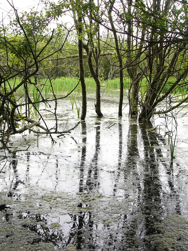 Journée mondiale des zones humides - Kerouspic