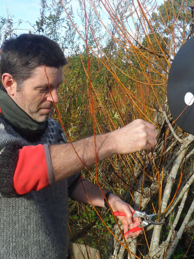 Initiation aux usages de l’osier et récolte