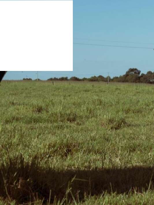 Mon père avait 3 vaches