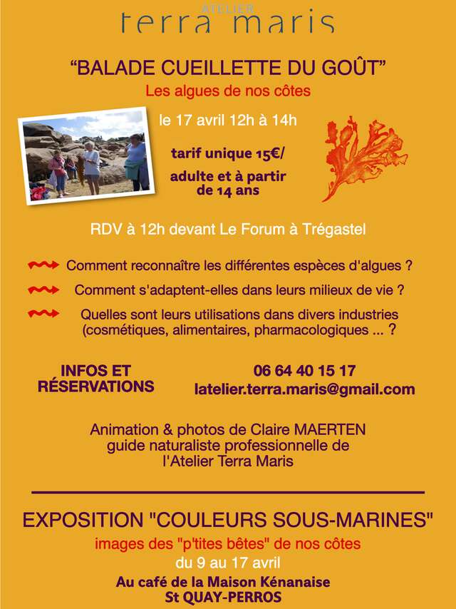 Balade cueillette du goût - Les algues de nos côtes