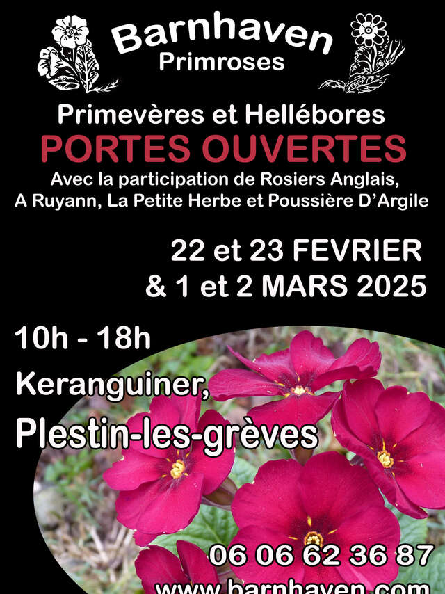 Portes-ouvertes chez Barnhaven Primroses, les spécialistes des primevères.