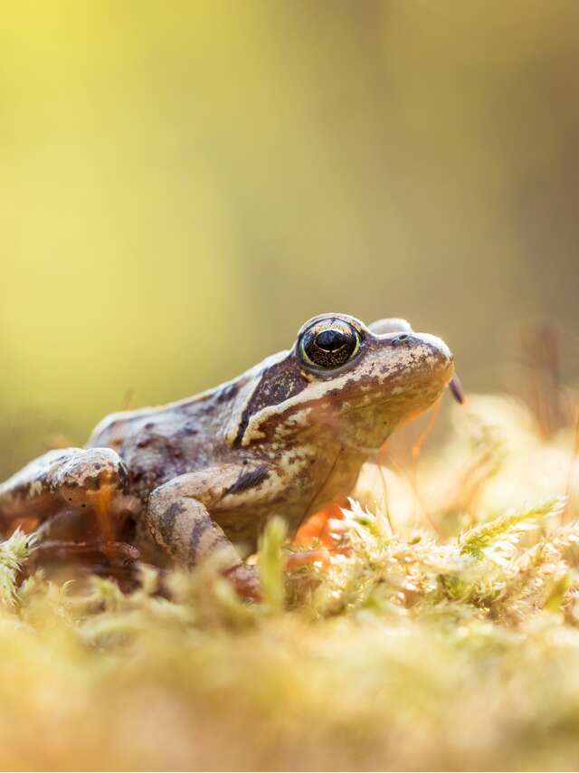 Université de la nature - Initiation à la reconnaissance des amphibiens