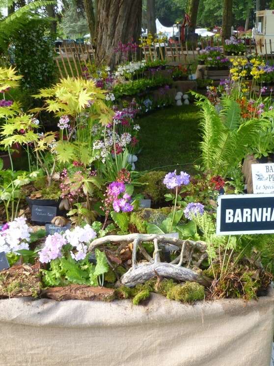 Portes-ouvertes chez Barnhaven Primroses, les spécialistes des primevères