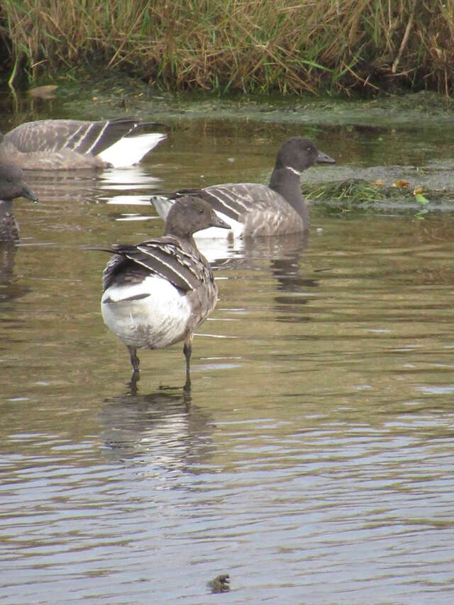 Journée mondiale des zones humides - Les oiseaux hivernants