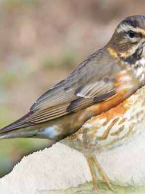 Les saisons : l'hiver