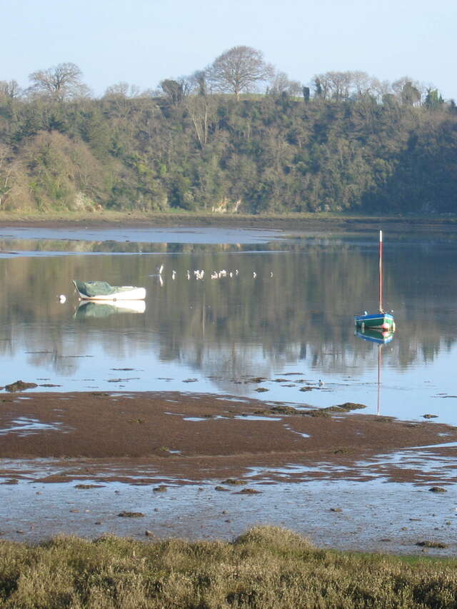 Journée mondiale des zones humides - Les oiseaux de l'estuaire du Bizien