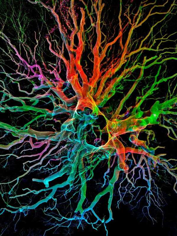 Les arbres remarquables en 3D - Léguer en fête