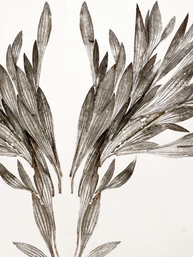Phytographia de Tsama do Paço