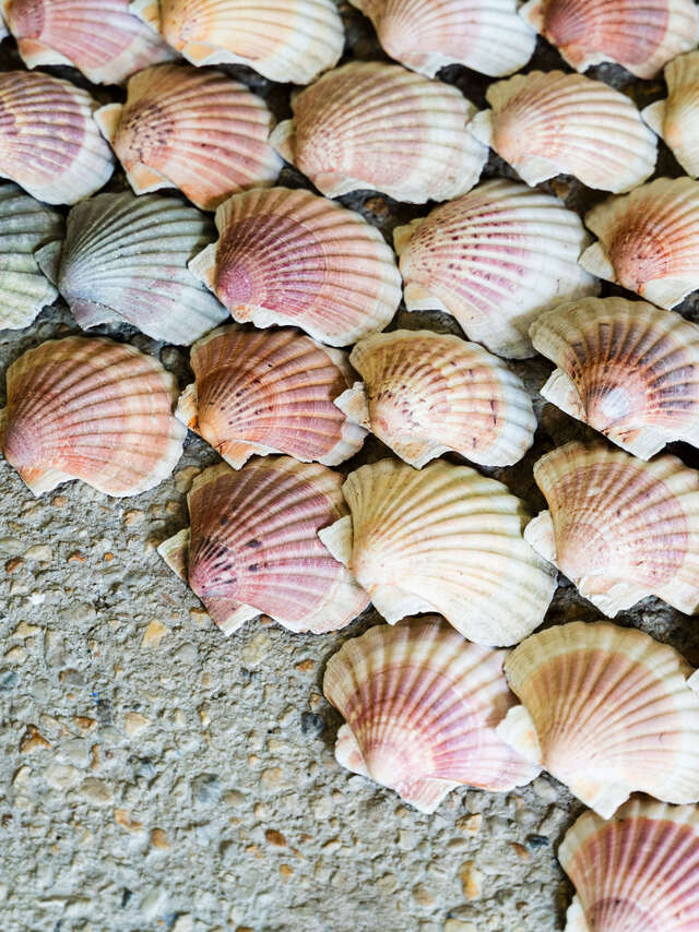 Visite en breton de l'exposition La nature elle-même d'herman de vries